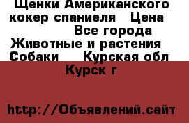 Щенки Американского кокер спаниеля › Цена ­ 15 000 - Все города Животные и растения » Собаки   . Курская обл.,Курск г.